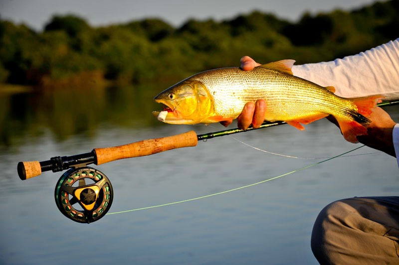 Dicas Infalíveis: Como Usar Diferentes Tipos de Iscas Naturais para Atrair os Peixes Certos