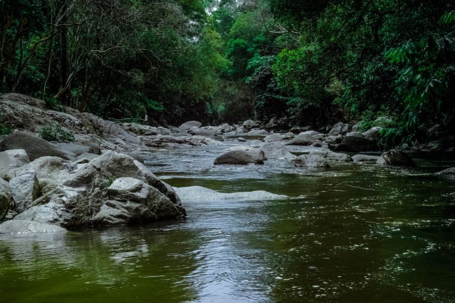 A tranquil river flows through a lush, green forest with rocks and stones, capturing nature's beauty.